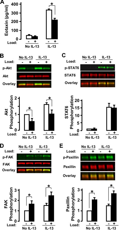 Figure 1 from Focal adhesion kinase (FAK) and mechanical stimulation ... 