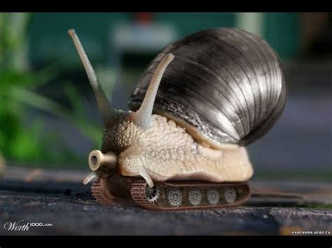 "ШОК" Боевая улитка! НАТО в ужасе! - YouTube