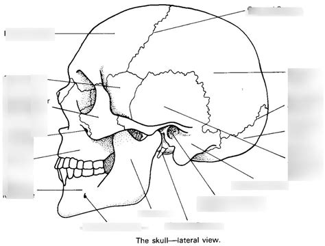 Bone Markings Diagram Part 1 Diagram Quizlet