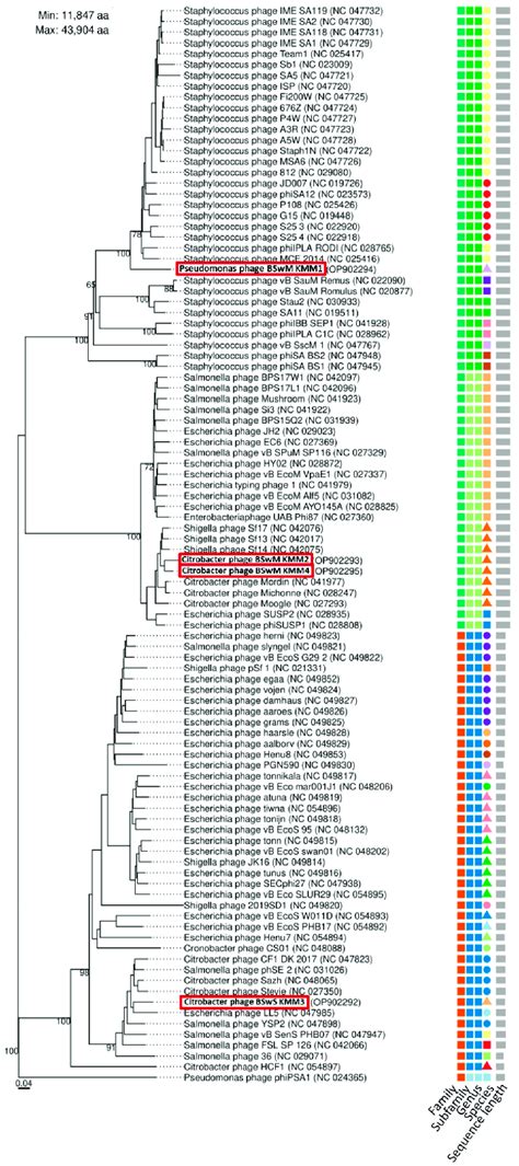 Taxonomic Classification Of Phages Kmm Kmm Phylogenetic Tree Of