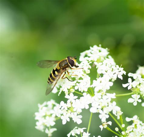 Bosbandzweefvlieg Syrphus Torvus Piet Koning Flickr