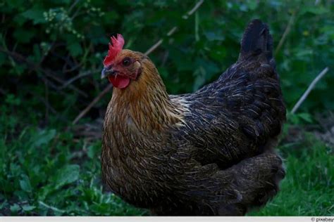 Marans Huhn Charakter Legeleistung Eierfarbe Selbstversorger De