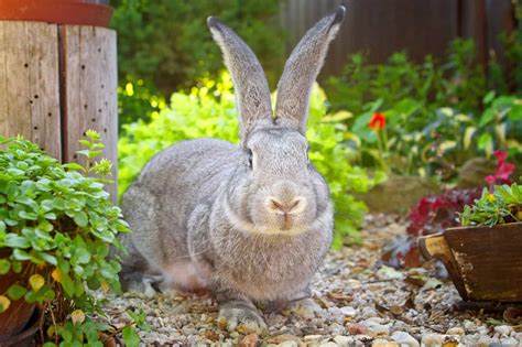 Flemish Giant Rabbits For Sale In The Usa Our Top Picks