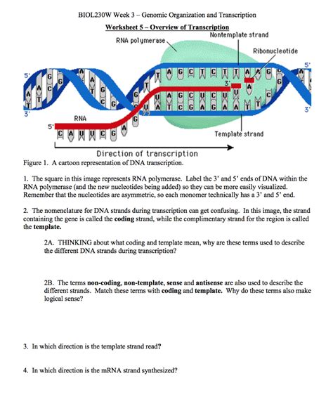 Dna Template Vs Coding Strand