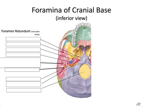 Lab 5 Axial Skeleton II Foramina Of Cranial Base Inferior View