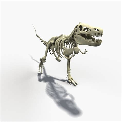 t-rex skeleton 3d model