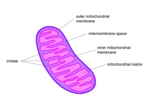 Where is the inner membrane of the mitochondria? | Quizlet