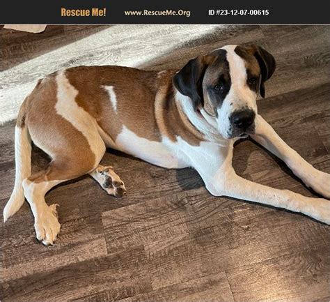 Adopt Saint Bernard Rescue Sumter Sc