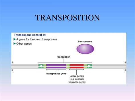 chapter powerpoint    id
