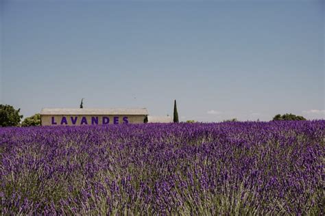 How To Visit The Provence Lavender Fields In Valensole France