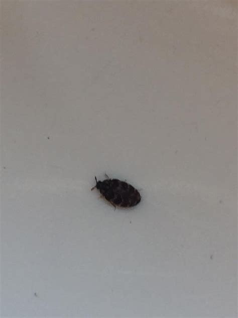 Tiny Gray Bugs In House