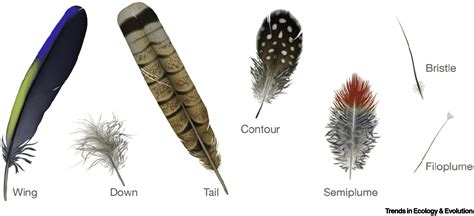 The Early Origin Of Feathers Trends In Ecology And Evolution