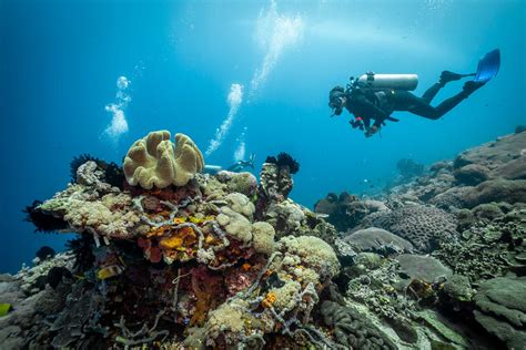 7 Best Dive Spots To Scuba Dive In Indonesia Drink Tea And Travel