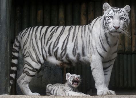 Rare white tigers born at Czech zoo