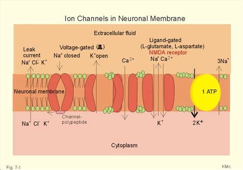 Diagram Or Model Production Of A Normal Membrane Ion Channel