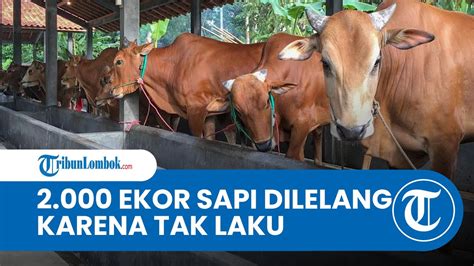 2 000 Ekor Sapi Asal Bima Masih Di Jabodetabek Peternak Lelang Melalui