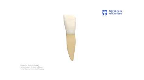 Mandibular Central Incisor