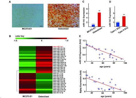 The Mir Was Strongly Expressed In Osteoblast Cells And Cd Hi Emcn