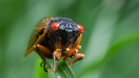 A mutated killer fungus is keeping cicadas alive | Science | AAAS