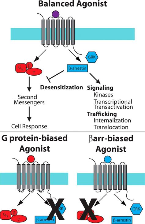 The Arrestins Multifunctional Regulators Of G Protein Coupled