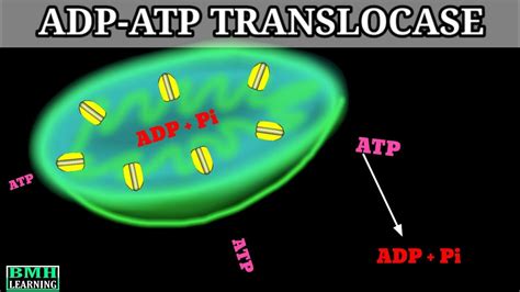 Adenine Nucleotide Translocator Adp Atp Translocase Youtube