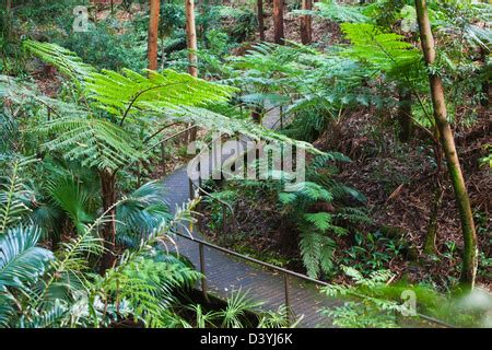 Rainforest Gully Area At The Australian National Botanic Gardens