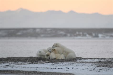 Alaska Polar Bears on Behance