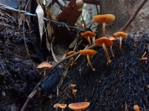 Why Do Mushrooms Grow In My Yard The Surprising Reason Why Minneopa Orchards