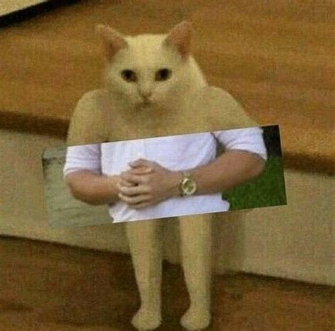 Mod Gay R Lithuaniakittens
