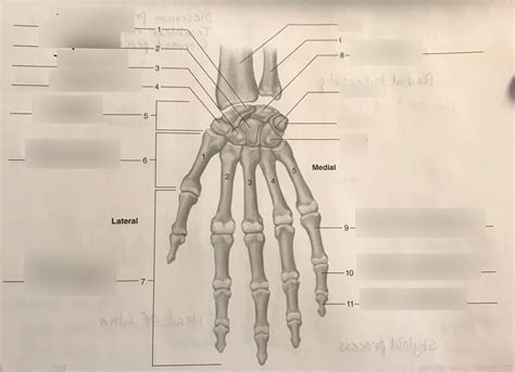 Hand Diagram Diagram Quizlet