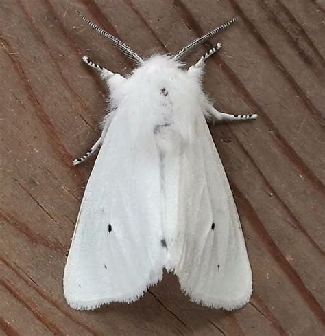 Erebidae Spilosoma Virginica Spilosoma Virginica Bugguide Net