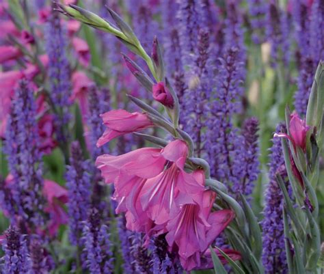 Poppy Gladioli In August Birth Flowers Of The Month — Future King