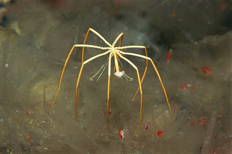 Absurd Creatures: Sea Spiders Won't Bite, But They Do Have Genitals in ...