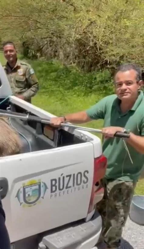 Guarda Municipal Ambiental De B Zios Captura Capivara Ferida Para