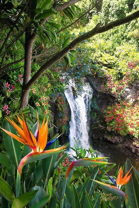 Birds Of Pardise Waterfall Hawaii Beautiful Waterfalls Beautiful