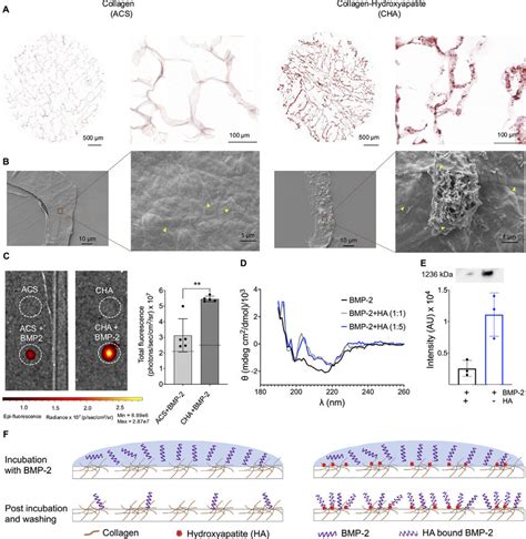 Structural Characteristics Of The Absorbable Collagen Sponge Acs And