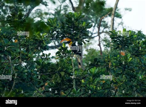 Great Hornbill Buceros Bicornis Flying In Nature At Nelliyampathy