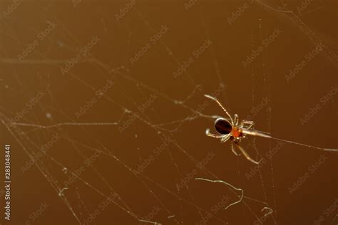 Spider of the painting (Loxosceles laeta), photographed inside the ...