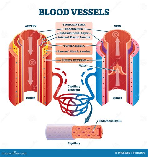 Blood Vessels with Artery and Vein Internal Structure Vector Illustration Stock Vector ...