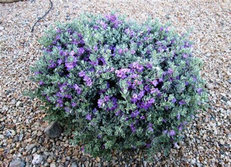 The Best Drought Resistant Bushes For North Texas