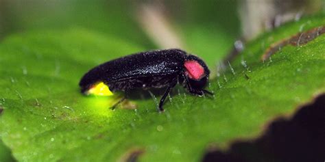 Fireflies | National Wildlife Federation