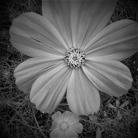Cosmo Photograph By Michelle Barlondsmith Fine Art America