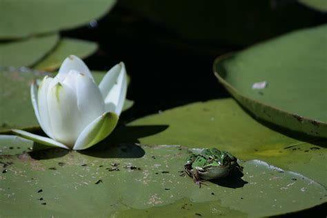 Free Images Water Nature Leaf Flower Petal Green Botany Frog