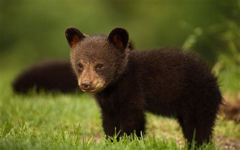 Pin on Animals Wallpapers