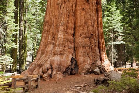 Where To Hike To And Through The World S Largest Organisms Smithsonian