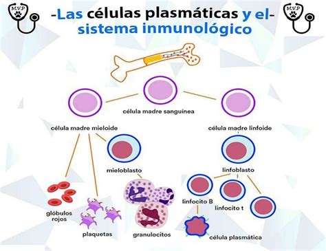 Células plasmáticas y el sistema inmunológico fraii uDocz