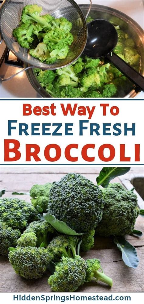 The Best Way To Freeze Broccoli · Hidden Springs Homestead