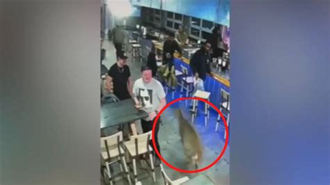 Watch Deer Crashes Through Virginia Seafood Restaurants Glass Door