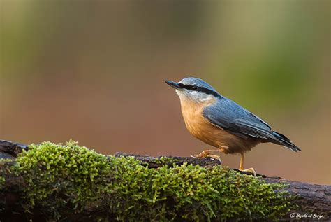 Eurasian nuthatch - Alchetron, The Free Social Encyclopedia