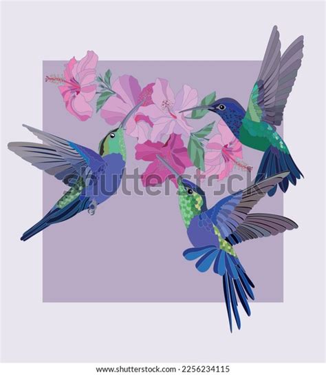 Poster Botanical Illustration Hummingbird Exotic Flowers Stock Vector Royalty Free 2256234115